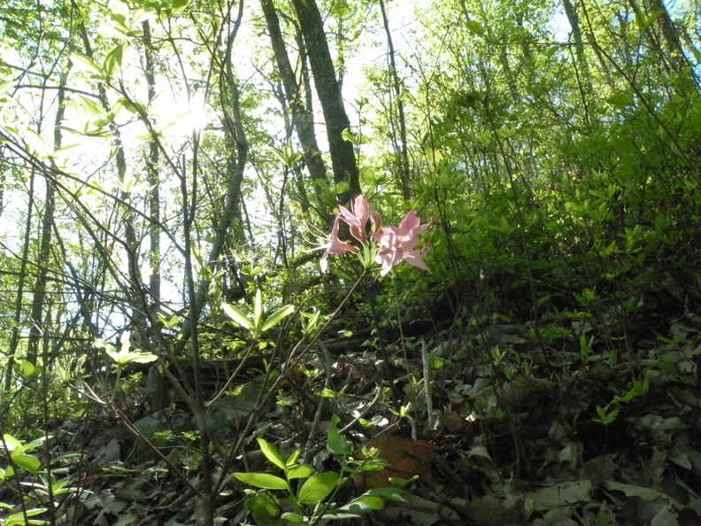 Lakeview Trail